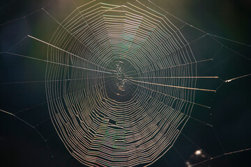 Spider web