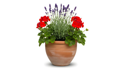 Naklejka premium Terracotta pot with geraniums and lavender