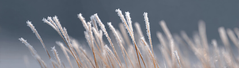 Obraz premium Winter frost is coming as delicate ice crystals cover dry grass in cold serene landscape with soft natural light