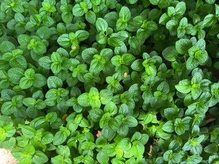 green leaves background