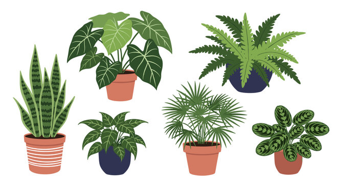 Collection of indoor potted plants on a white background.