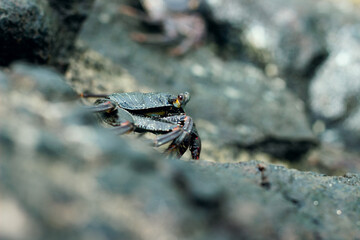 Sea crab on wet volcanic rocks in Hawaii