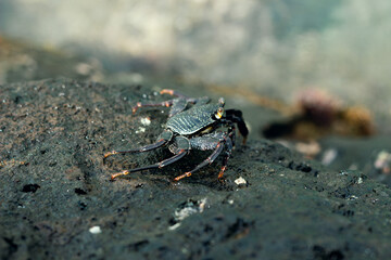 Sea crab on dark volcanic rock in Hawaii