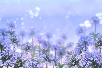 Obraz premium アガパンサスとキラキラした背景