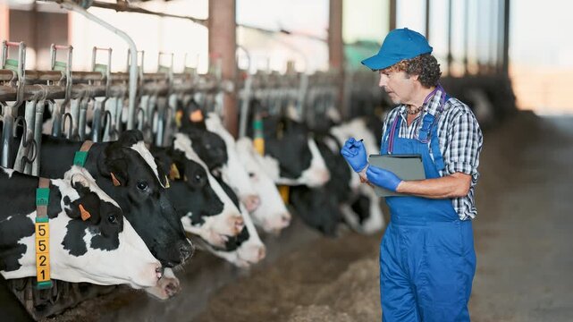 Qualified male veterinarian stands in the barn with a tablet in his hands, he checks the cows, their condition and compiles a nutrition plan and care for the quality of the milk. High quality 4k