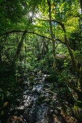 Obraz premium Serene Forest Stream Scenery with Sunlight