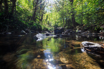Obraz premium Serene Forest Riverbank with Sunlight Streaming Through Trees