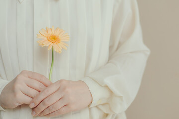 一輪のガーベラを両手で持つ女性の手