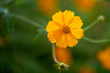A vibrant yellow flower blooms against a soft blurred background, showcasing its delicate petals and intricate center. Perfect for nature lovers and floral enthusiasts.