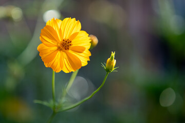 A vibrant yellow flower stands out against a lush green background, showcasing its delicate petals and intricate details, symbolizing beauty and nature's splendor in a tranquil gar