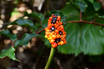 一部食べられたマムシグサの実