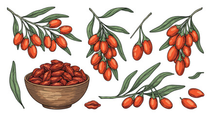 Illustration of goji berries on branches and in a bowl.
