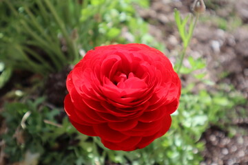 Ranunculus