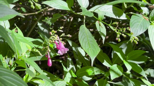 Bee Pollinates Strobilanthes cusia Flower in Sunlit Foliage