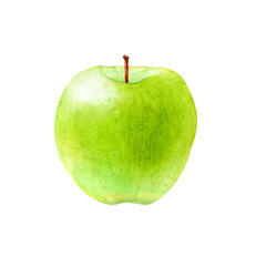 青りんご　果物　水彩 イラスト