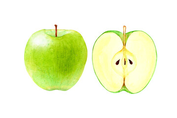 青りんご　果物 断面　水彩 イラスト