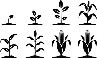 Corn Growth Stages: From Seedling to Harvest Iconography