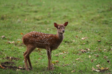 Ein Bamby
