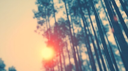 Blurred view of dense forest at dawn with yellow and orange sky, sun low on horizon,