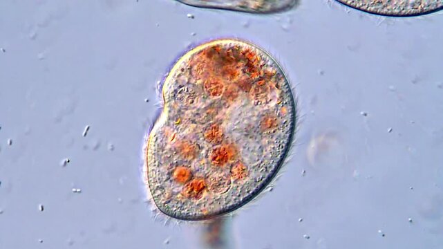 Microscopic Ciliates Gliding Smoothly Under Lens, 400x magnification 