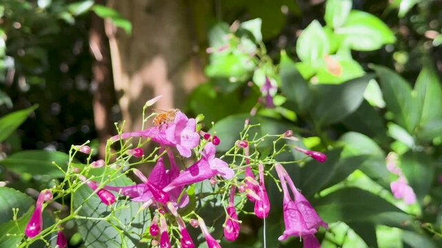 Bee Pollinating Strobilanthes cusia Flowers in Sunlit Garden
