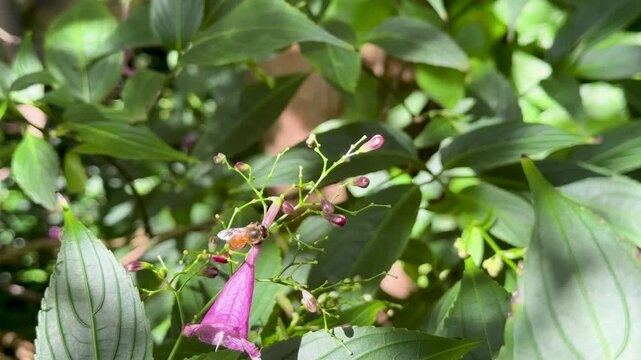 Bee Pollinates Strobilanthes cusia Flower in Sunlit Garden