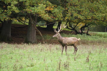 Hirsch, Reh und Natur 