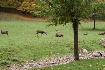 Hirsch, Reh und Natur 