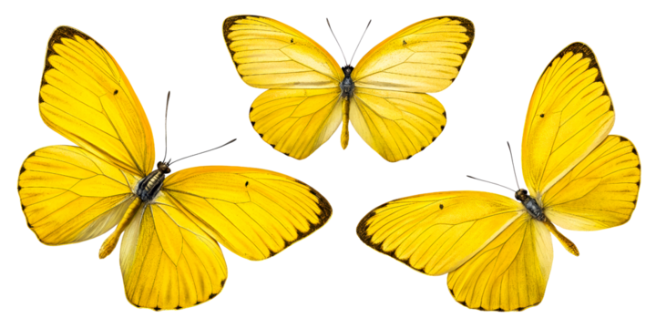 Three yellow butterflies with black wing borders