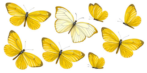 Collection of Yellow Butterflies Against White Background