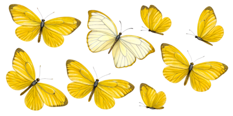 Collection of Yellow Butterflies Against White Background