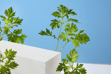 Horizontal shot of mugwort leaves beside a clean white cube, styled as skincare raw ingredient for cosmetic branding photo White podium for display product © Tuan  Nguyen 