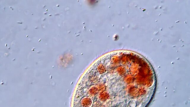 High Magnification Footage of Live Ciliates protozoan 