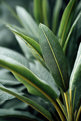 Obraz premium Natural wallpaper showcasing macro tropical plants and green textures