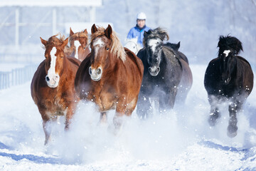 Obraz premium 冬に走る馬の群れ