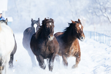 Obraz premium 冬に走る馬の群れ