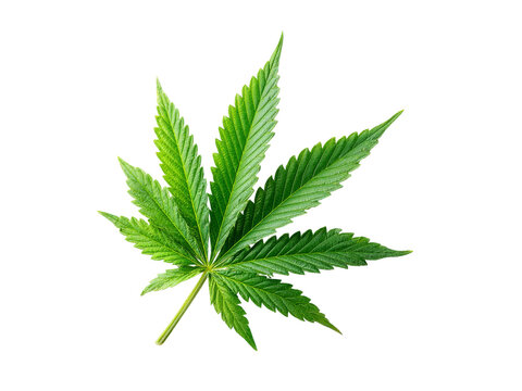 Single cannabis leaf isolated on black background, Isolated On White Background, Png Transparent
