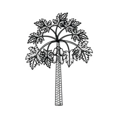 Papaya tree line drawing