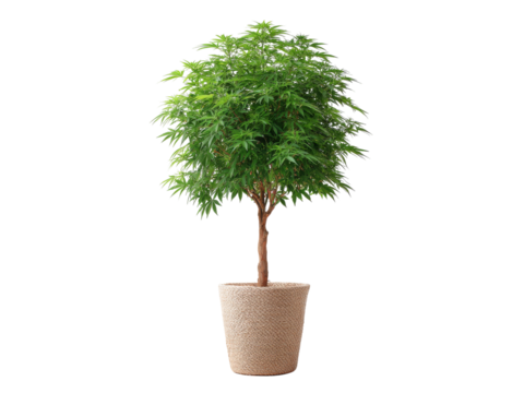 Lush green potted tree isolated on black background, Isolated On White Background, Png Transparent