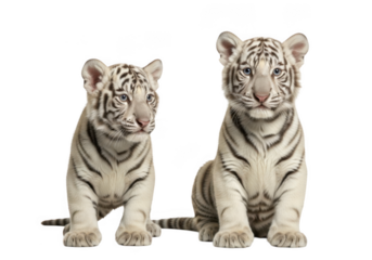 Two cute white tiger cubs sitting together, baby animals, wildlife photography, mammals, big cats, adorable, png image, isolated on transparent background