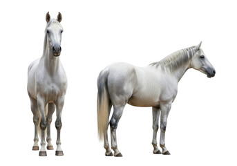 Obraz premium Beautiful white horse standing and posing, majestic equine animal stock photo, horseback riding, equestrian art, isolated on transparent background