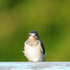 A barn swallow (Hirundo rustica) rests on a surface, its sleek body and long wings highlighted against a soft, blurred green background in natural light.