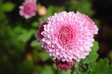 Beautiful pink chrysanthemum flower in full bloom with green foliage background