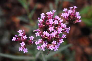 Close-up of Verbena Bonariensis flowers in full bloom, a beautiful floral display