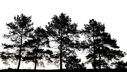 Silhouette of several tall coniferous trees against a bright white sky