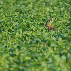 A European hare (Lepus europaeus) peeks through dense green soybean plants (Glycine max), its head and ears visible above the foliage in a summer field. 