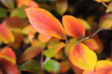 Vibrant autumn leaves in shades of red, orange, and yellow on a branch