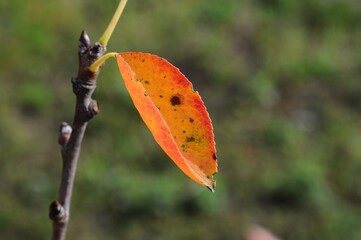 Autumn leaf on a branch with a blurred green background