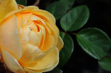 Close-up of a beautiful yellow rose in full bloom with green leaves
