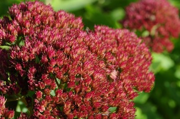 Close-up of vibrant autumn sedum flowers in a sunny garden setting